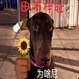 田不梓耻