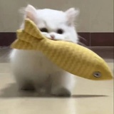 制冷剂