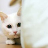 猫吹泡泡