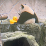 加几比较厉害