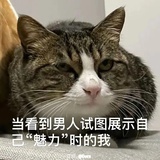 吃素的大脸猫