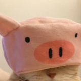 慢猪傻话