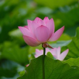 还有事情可庆祝