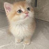 momo