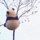 嘻嘻哦嚯🇨🇳