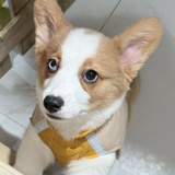 雪野妹妹