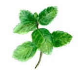 Mint