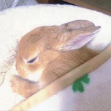 兔眠了
