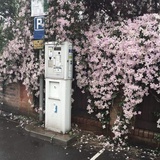 明媚