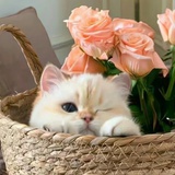 捡垃圾的猪