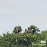 乐乐
