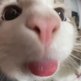 有猫腻
