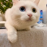 貓王