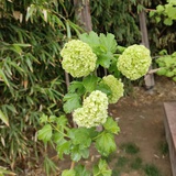 温小暖