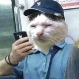 猫妈就素猫妈