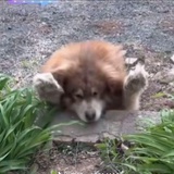 欧泡诶五