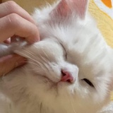 在伊甸园煮蛇羹