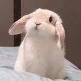 临泽