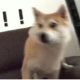 一只c狗