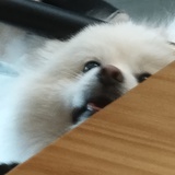 脆脆鲨
