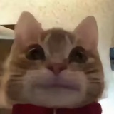 哭泣鱼丸