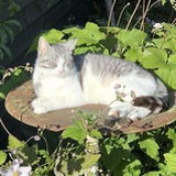 Echo