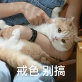 元宝还想偷豆角