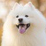 叮叮猫儿