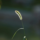 阿贝贝