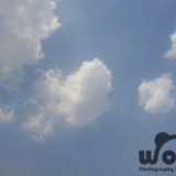 nedvedwoo