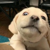 方糕