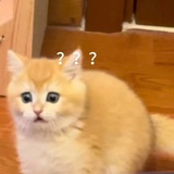骑毅果