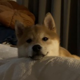 嗷闪
