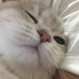 悲伤猫猫头