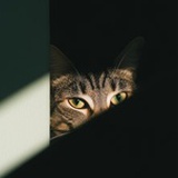 猫猫不语