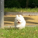 不吃米饭不行