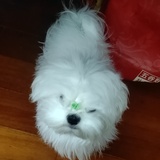 没人恋丑