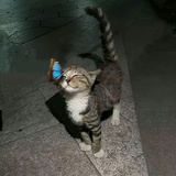 小猫帽帽