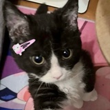猴菇米稀
