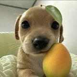 谁看见我狗了