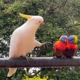 纯真浓鸟🐦‍⬛