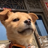赤迟