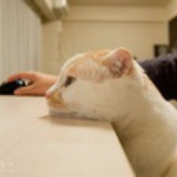 spize猫君