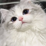 豹豹猫猫请和好
