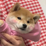 小鱼多吃