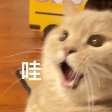 海底小纵队