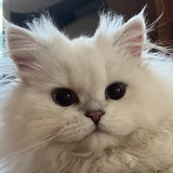 牧牧