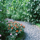 L.Carrot