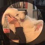 苏苏