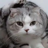 坦坦讨